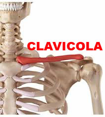 clavicola