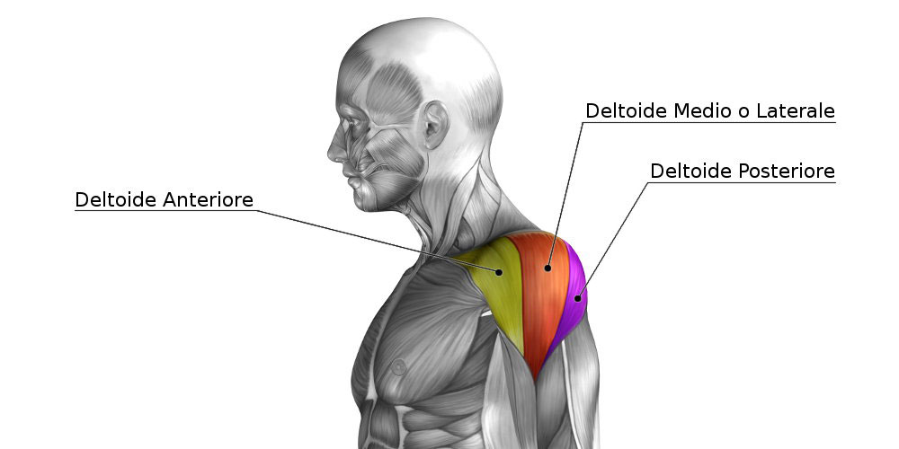 muscolo deltoide