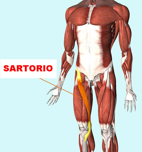 muscolo sartorio