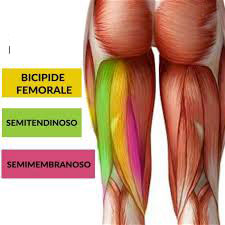 muscolo bicipide femorale