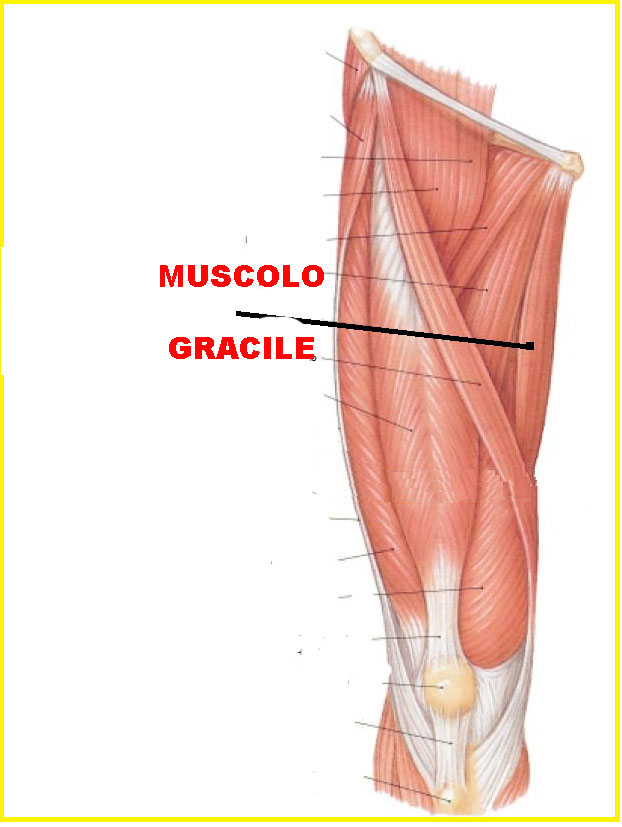 muscolo gracile
