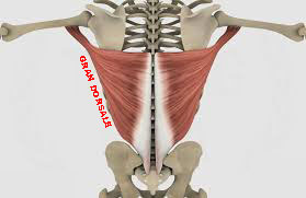 muscolo gran dorsale