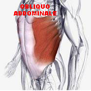 muscolo obliquo addominale