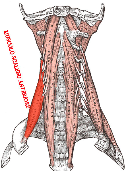 muscolo scaleno anteriore