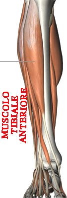 muscolo tibiale anteriore