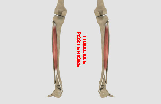 muscolo tibiale posteriore